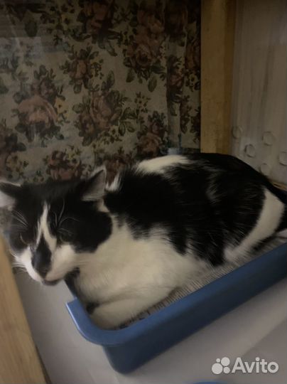 Котика принесли в приют