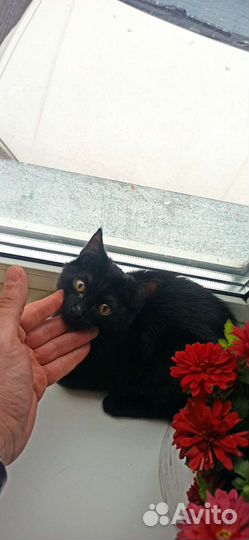 Кошка 3 месяца