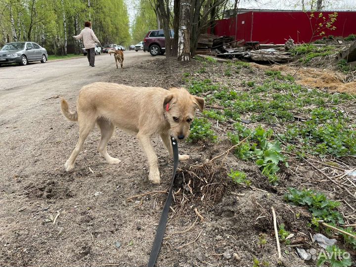 Небольшая собачка терьерчик