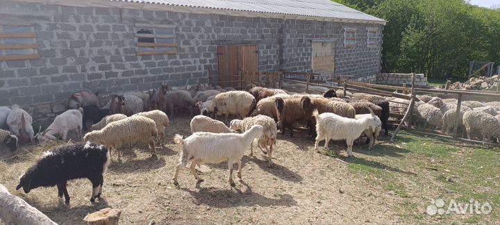 Овцы,бараны