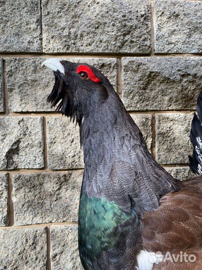 Чучело птиц, Таксидермия