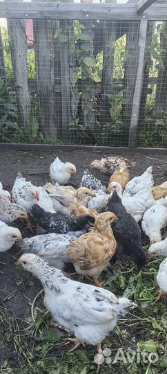 Цыплята кур несушек