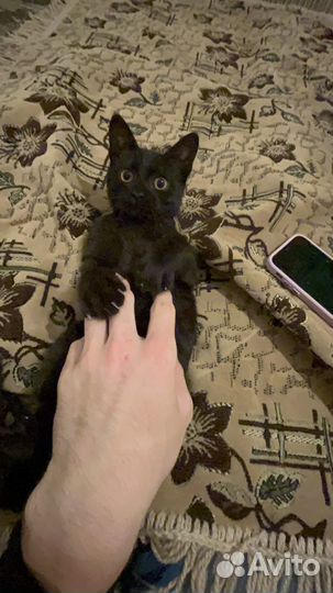 Котенок Batman :)