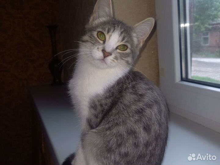 Котенок,кошка