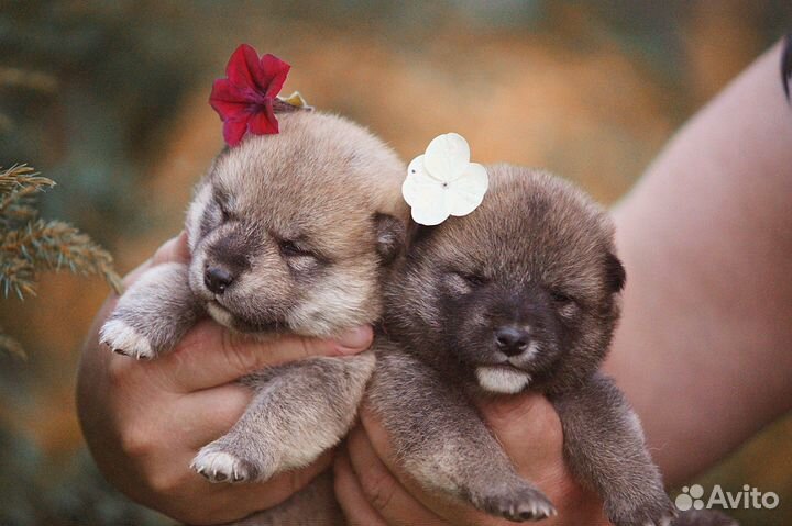 Сиба Ину из питомника