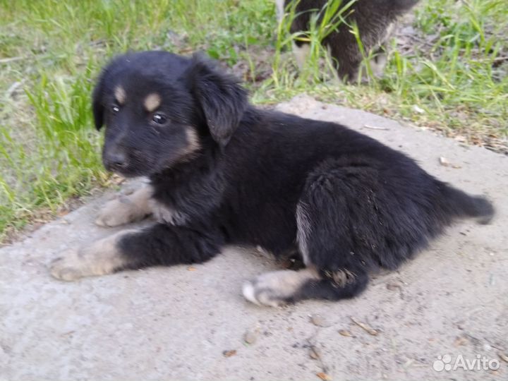 Щенки дворняжки