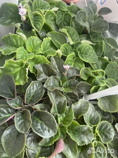 Детки сортовых фиалок