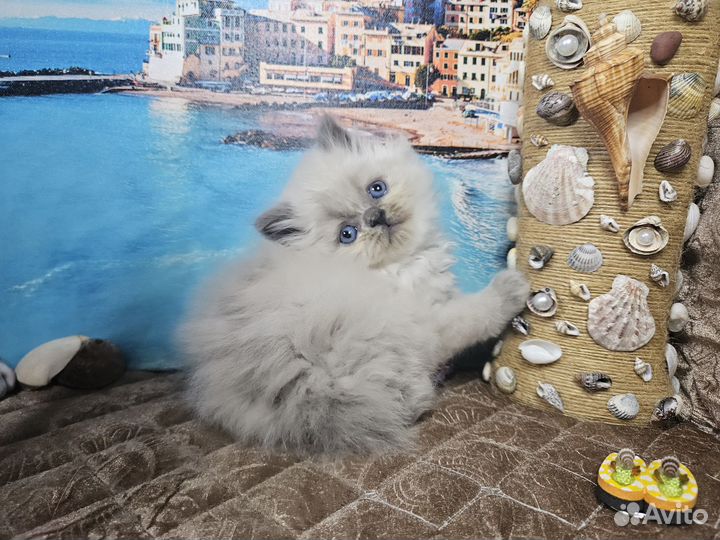 Нежные и пушистые