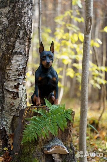 Вязка цвергпинчер