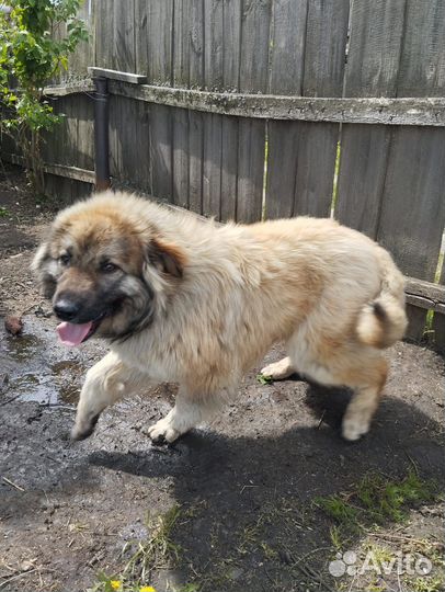 Отдам в добрые руки