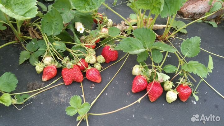 Рассада клубники азия и клери