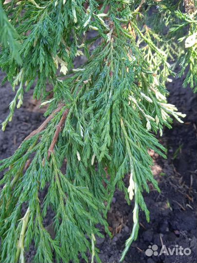 Можжевельник