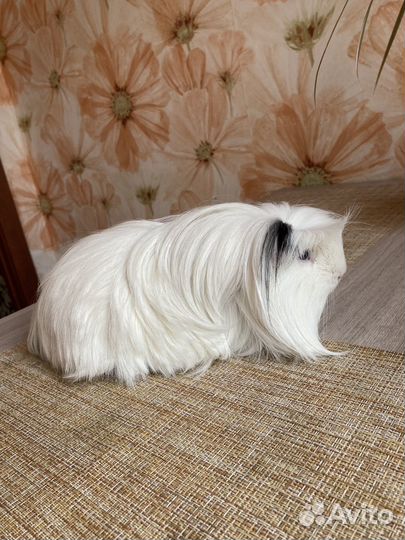 Морские свинки