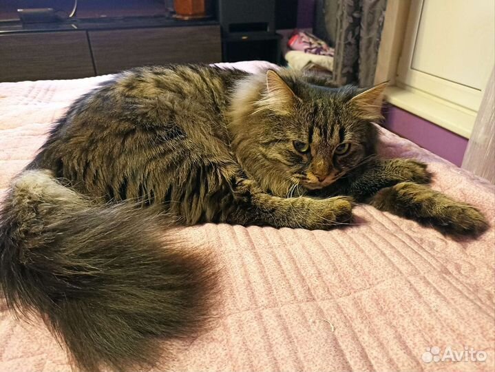 Сибирский кот на вязку