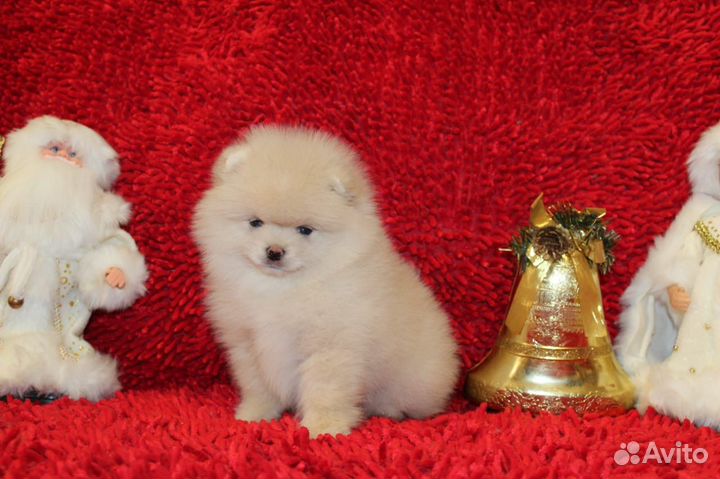 Померанский шпиц девочка