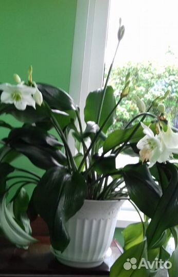 Лилия (эухарис)