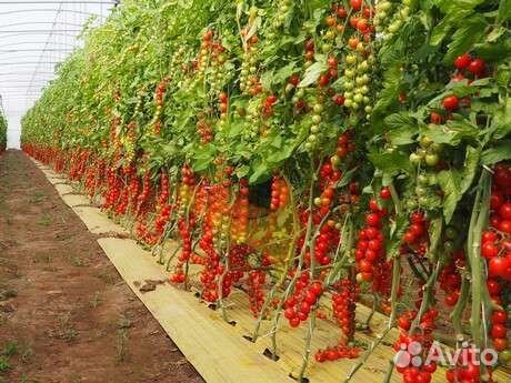Черри томат Порпора F1 пр Италия. Ранний 70-72 дня