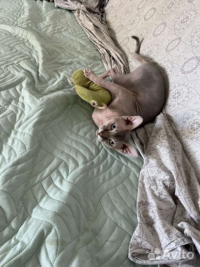 Сфинкс вязка