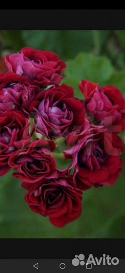 Пеларгония герань