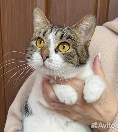 Кошечка Мила