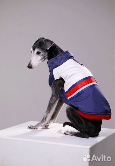 Одежда для собак