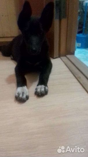 В добрые руки