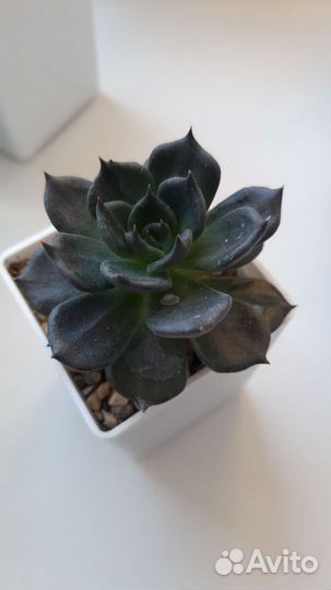 Суккуленты набор