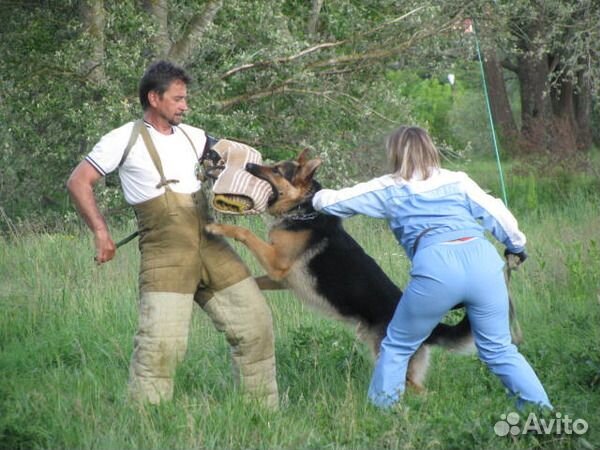Дрессировка собак кинолог передержка