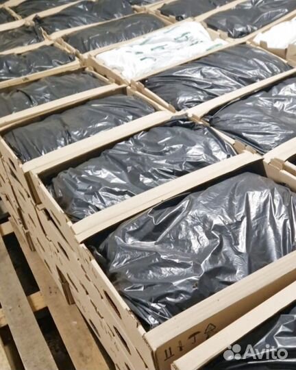 Сеянцы сосны зкс от производителя