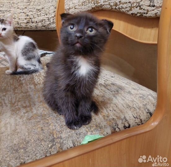 Вислоухий котёнок в добрые руки