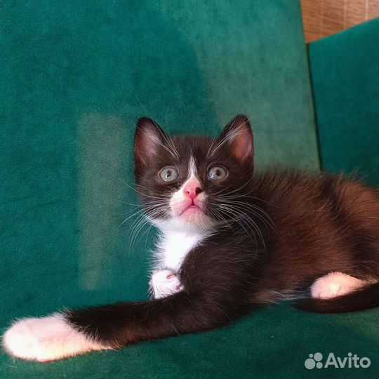 Котята в добрые руки 1 месяц