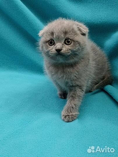 Шотландская