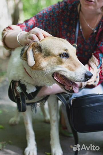 Собачка в дар