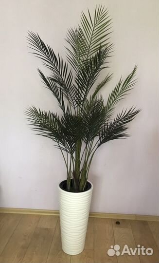 Финиковая Пальма