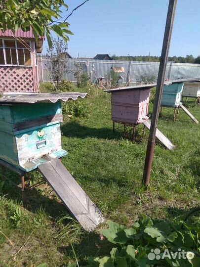 Ульи с пчелами