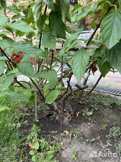 Гортензия метельчатая Ванила Фрайз