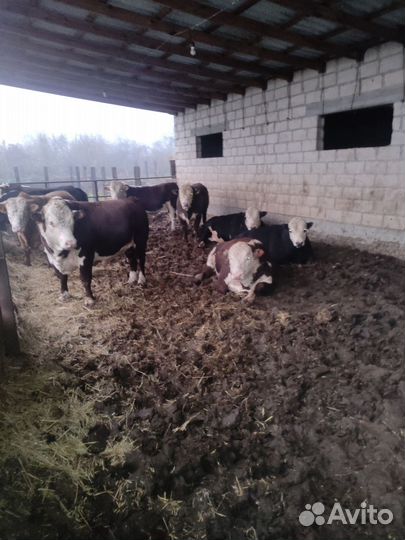 Быки на мясо