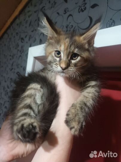 Котята мейн-кун