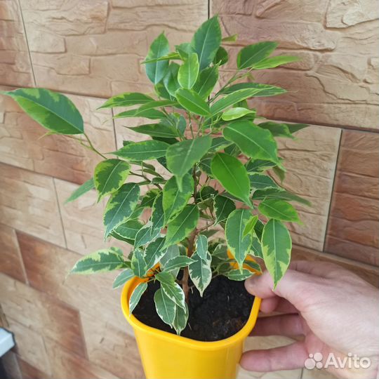 Фикус бенджамина Кинки