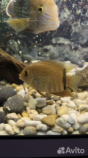 Для Аквариума
