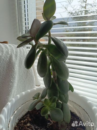 Крассула толстянка