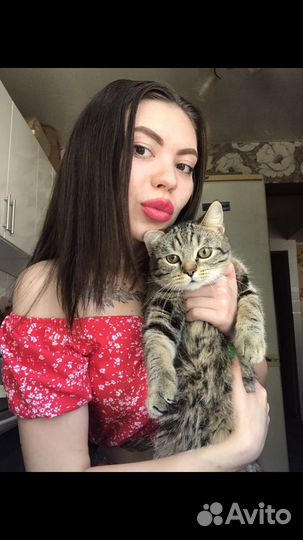 Шотландский кот вязка