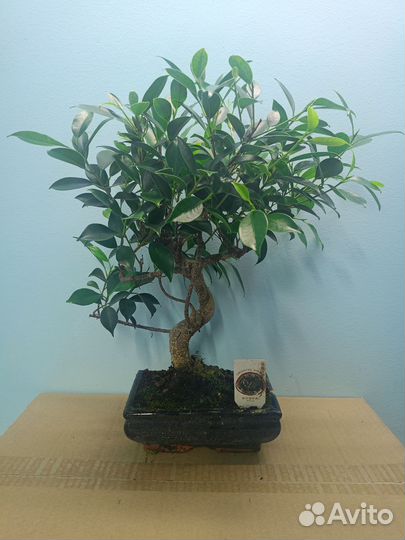 Бонсай фикус