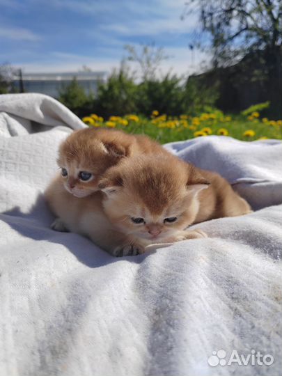Шотландская кошечка