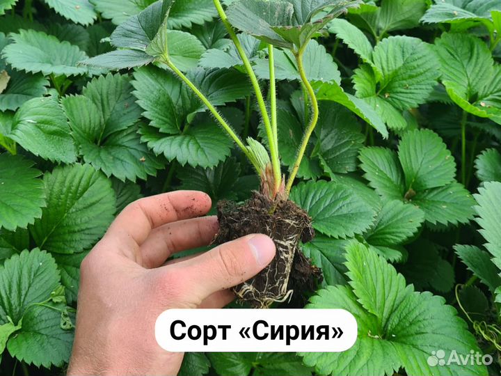 Саженцы клубники зкс – сорт «Сирия»