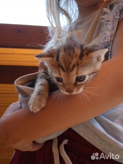 Котёнок девочка