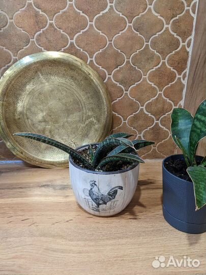 Сансевиерии разных сортов