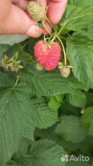 Саженцы малины