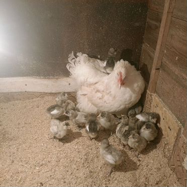 Инкубационное яйцо породистых кур мясояичного напр