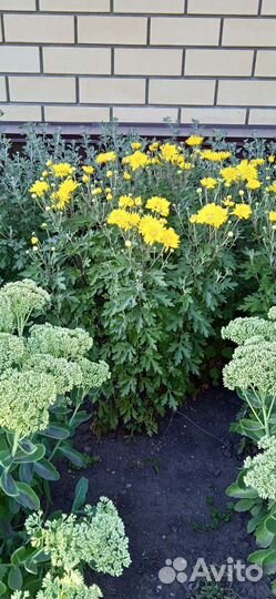 Хризантемы